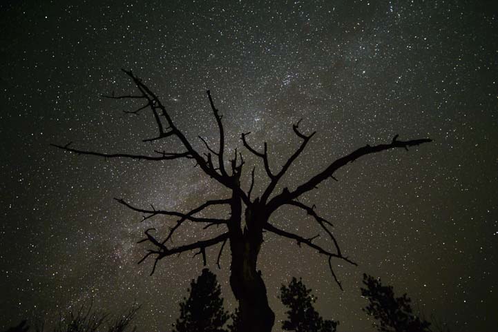 Milky Way and tree silhouette Bryce Canyon National Park