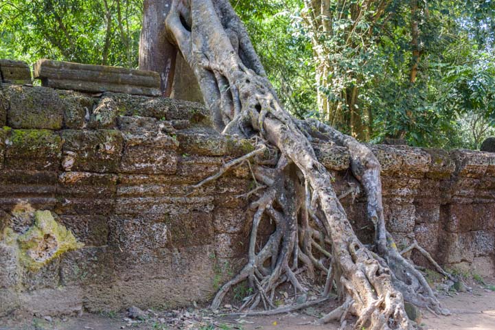 Tree roots covering wall at Ta Prohm temple Siem Reap Angkor Cambodia