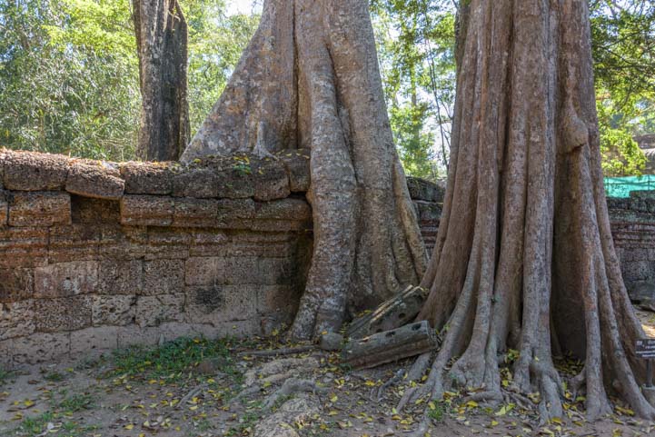 Huge tree roots engulf wall Ta Prohm ruins Siem Reap Angkor Cambodia 2