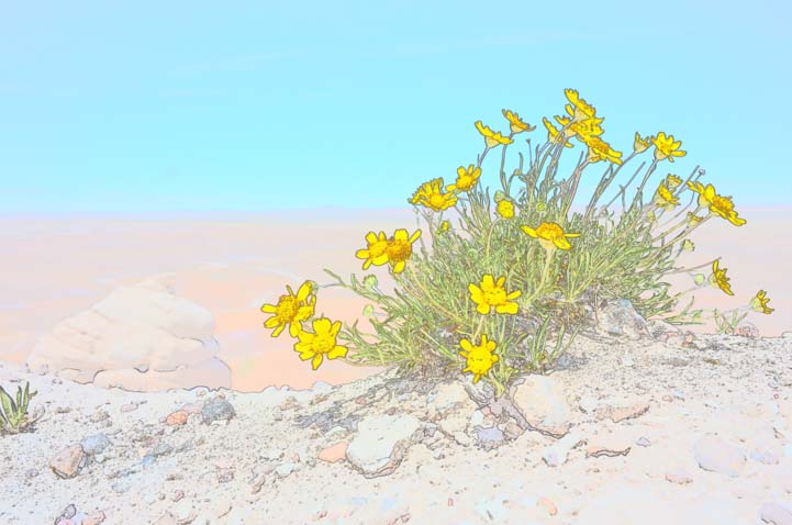 Color sketch Yellow wildflowers Blue Mesa Trail Petrified Forest National Park Arizona