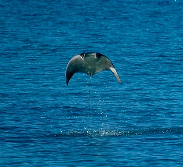 Flying mobula ray or manta ray Sea of Cortez Baja California Mexico