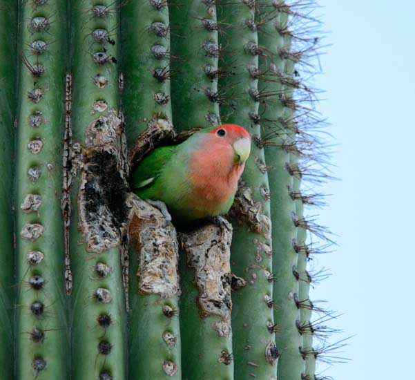 Peach faced lovebird in saguaro cactus in Phoenix Arizona