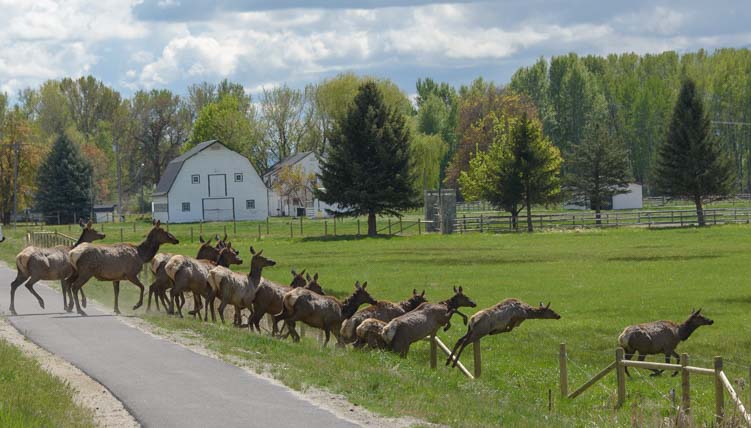 Elk crossing road and jumping fence in Montana