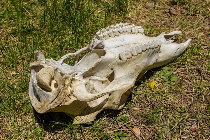 Skull found at Valles Caldera National Preserve New Mexico