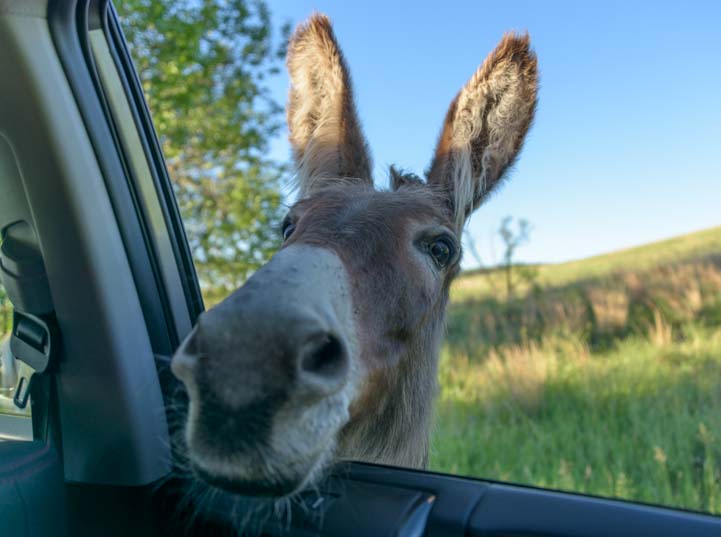 Wild burro head in car Custer State Park South Dakota