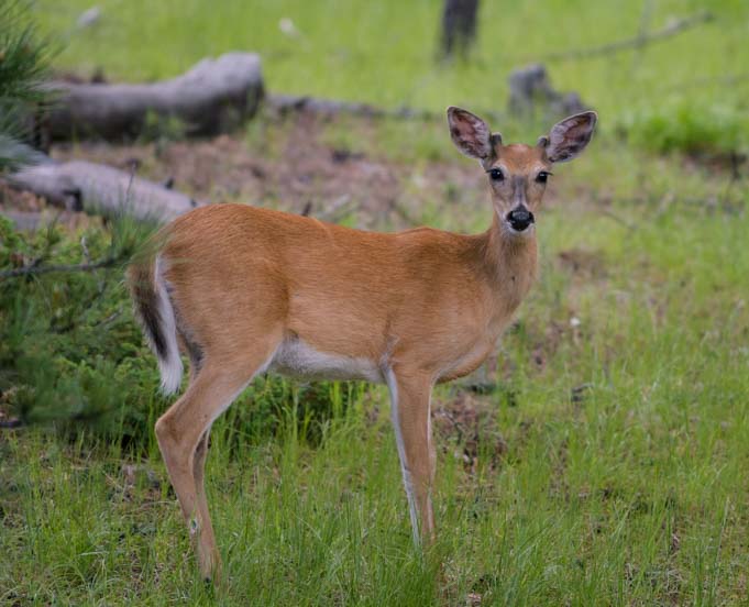 White tail deer in Black Hills National Forest South Datkota