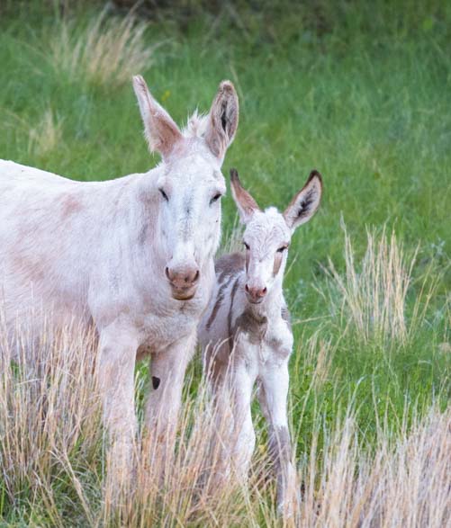 Wild burro mare and foal Custer State Park South Dakota