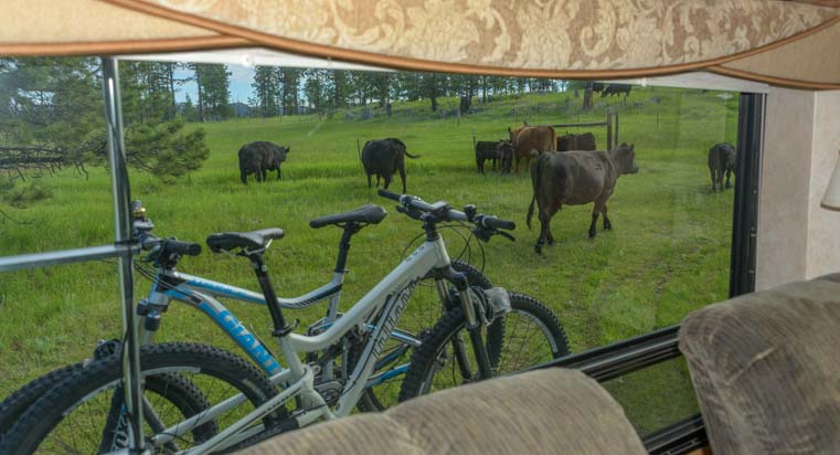 Herd of cows surround RV boondocking in the National Forest