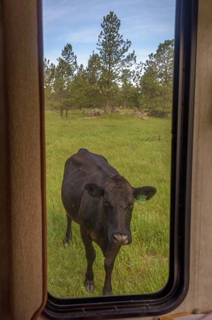 Cow outside RV window camping in Black Hills South Dakota boondocking