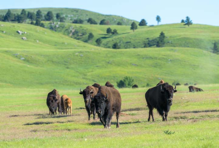Group of buffalo in Custer State Park South Dakota