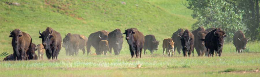 Buffalo herd Custer State Park South Dakota