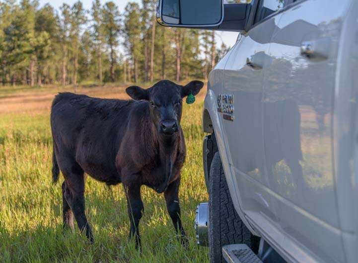 A calf visits our truck in the National Forest