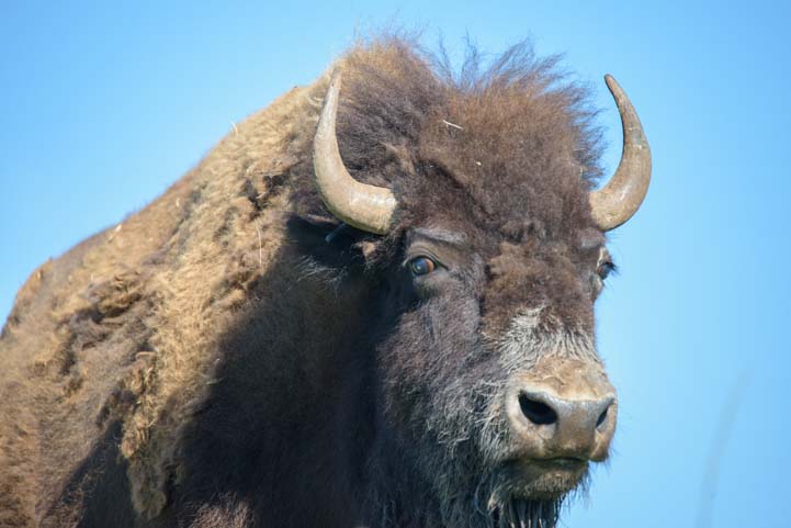 Buffalo head Custer State Park South Dakota
