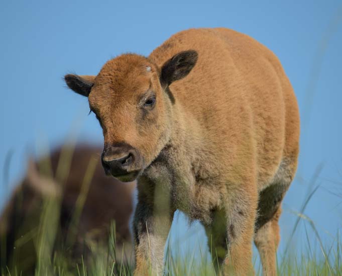 Buffalo calf Custer State Park South Dakota