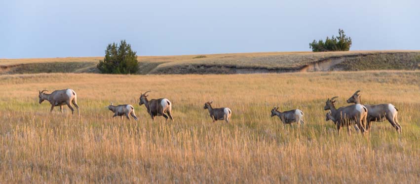 Herd of bighorn sheep Badlands South Dakota