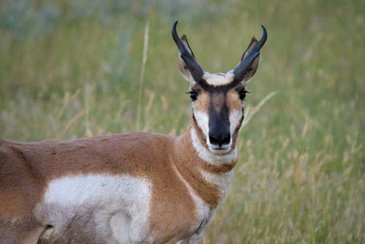 Pronghorn Antelope Bighorn National Forest Wyoming