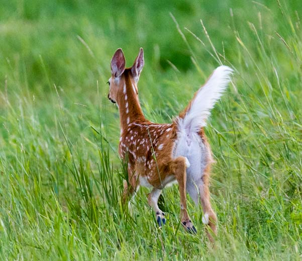 White tail fawn running Bighorn National Forest Wyoming