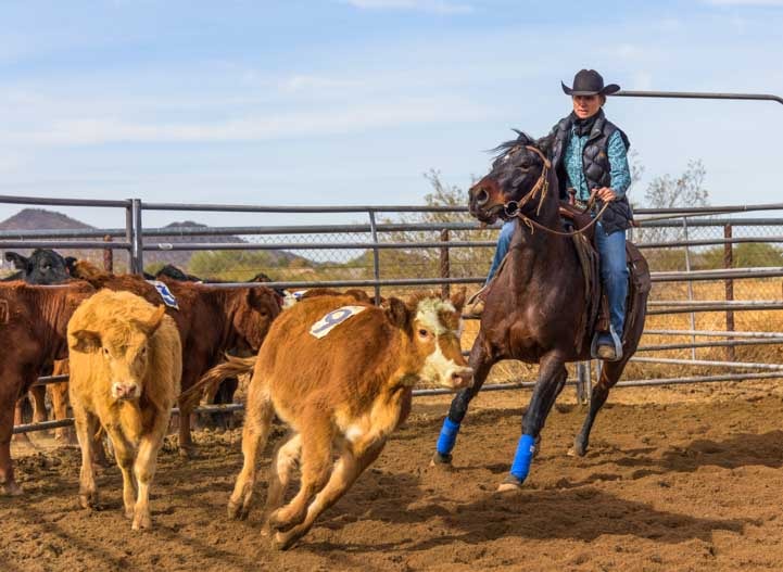Sorting cattle riding a horse in Phoenix Arizona-min