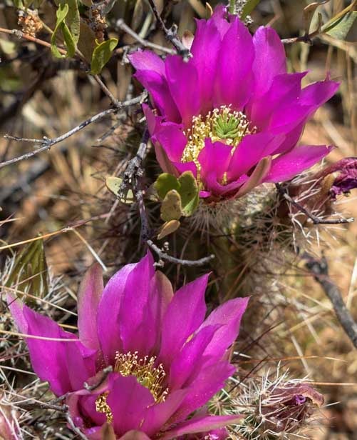 Cactus flowers in Arizona-min
