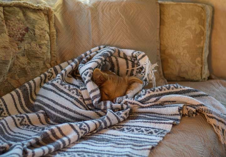 Puppy dog in a blanket in an RV-min