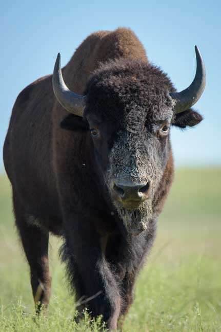 Buffalo in Black Hills South Dakota-min