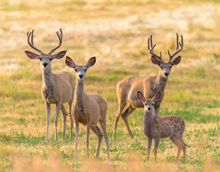 Herd of deer Big Horn Mountains Wyoming-min