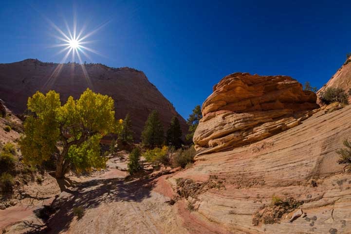 Starburst and red rocks in Zion National Park Utah-min