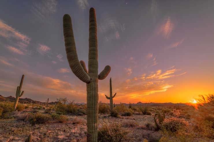 Saguaro cactus in Arizona sunset-min