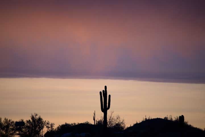 Saguaro cactus at sunset in Arizona-min