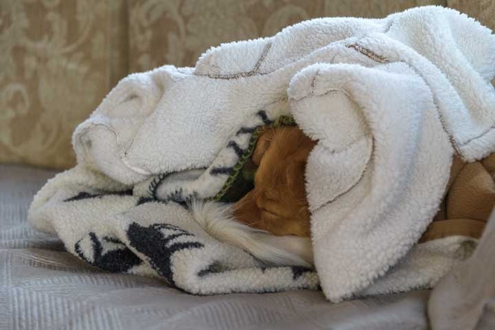 Sleeping puppy under blankets in an RV-min