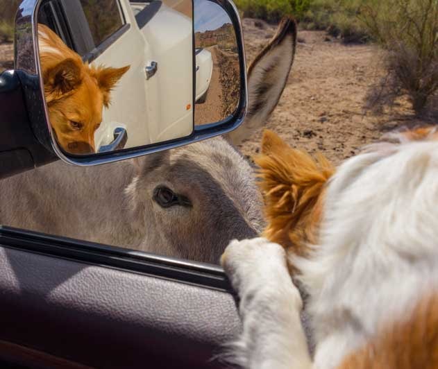 Puppy leans out of car to see wild burro Parker Dam Arizona RV trip