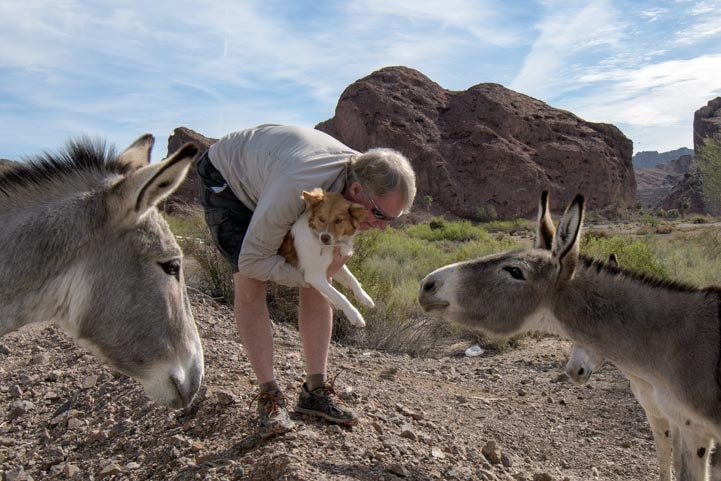 Wild burros meet a puppy Parker Dam Road California RV trip