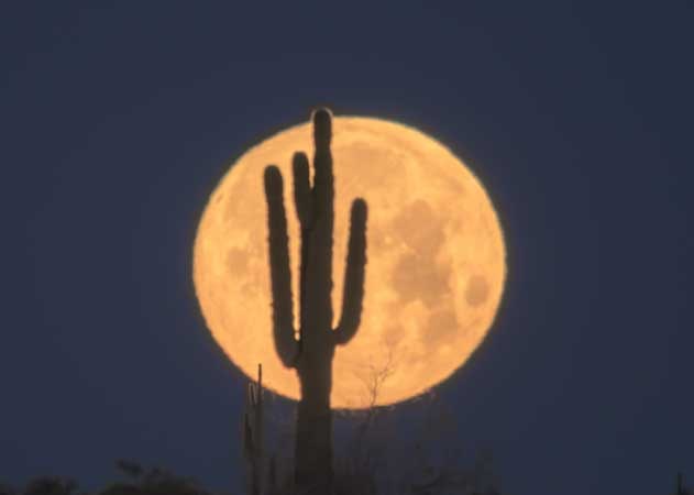 Rising full moon with saguaro cactus Arizona Sonoran Desert-min