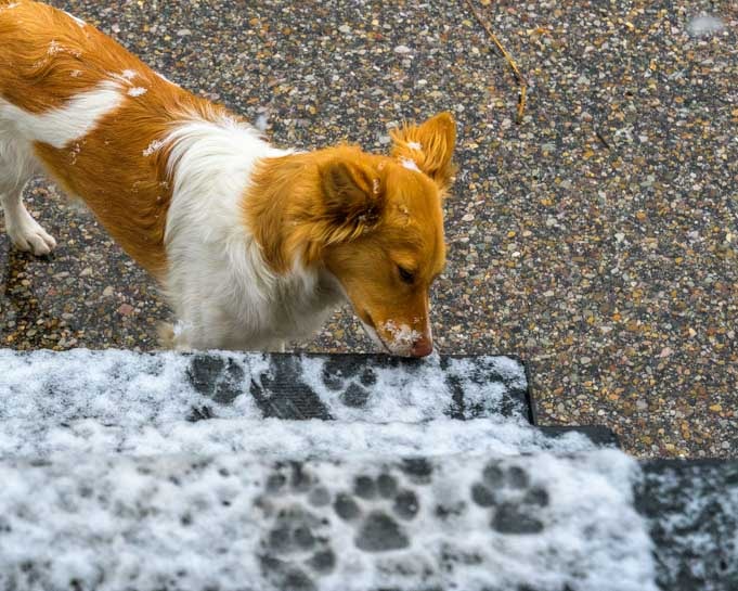 Puppy sniffs snow on RV steps-min