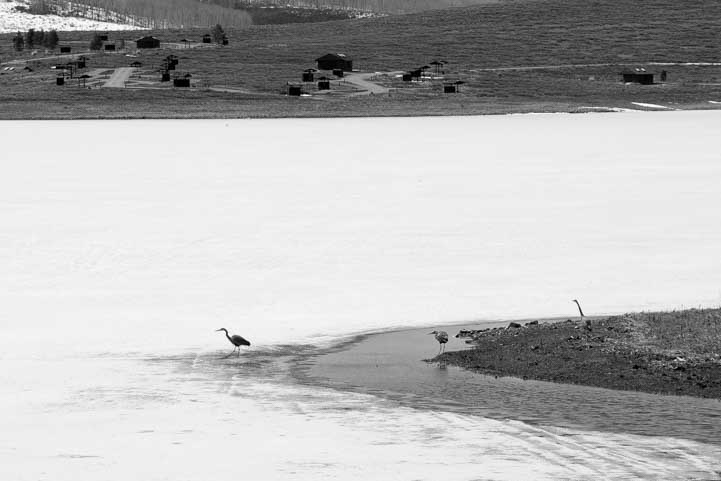 Herons fishing at Strawberry Reservoir Utah in snow and black and white-min