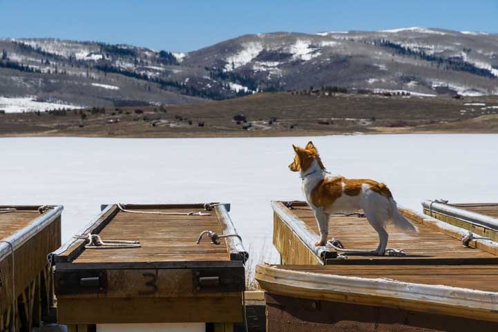 Puppy explores the docks at Strawberry Reservoir Utah-min