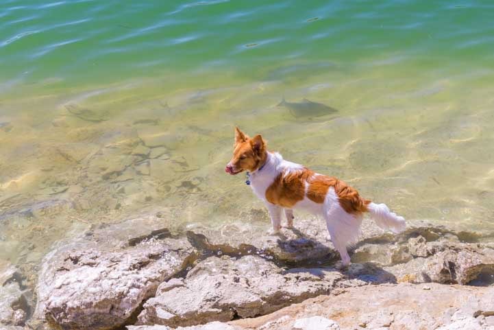 Dog on shore and fish in water Lake Mead Nevada-min