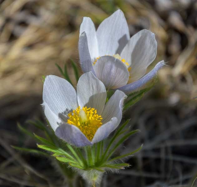 Early spring flowers in South Dakota-min