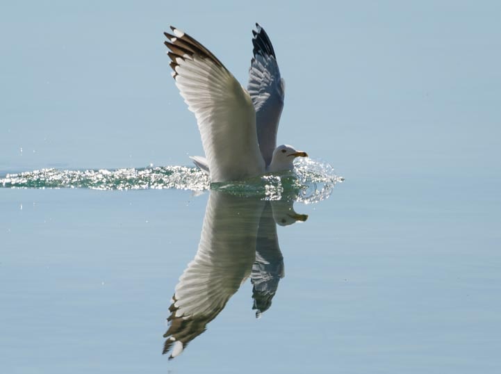 Water landing seagull photography with SunwayFoto GH-01 Gimbal Head-min