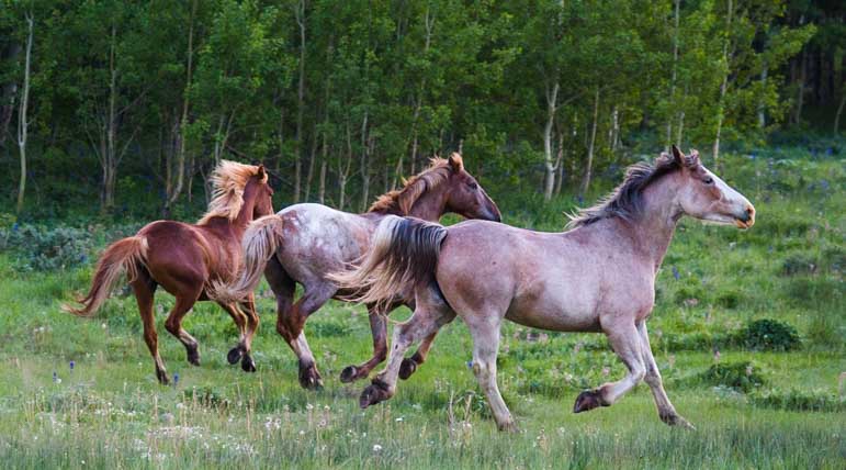 Horses running near Glacier National Park Montana-min
