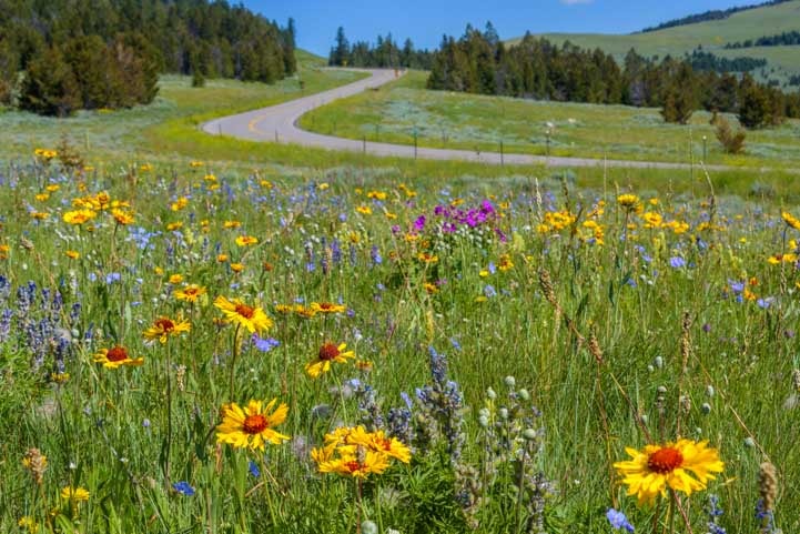 Wildflowers in meadow on Chief Joseph Highway Wyoming-min