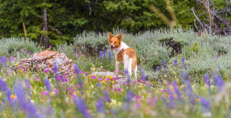 Puppy in wildflowers in Wyoming-min