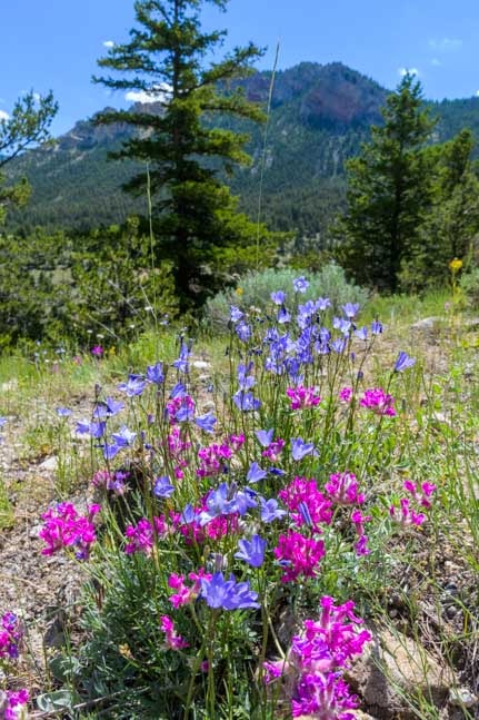Wildflowers in woods in Wyoming-min