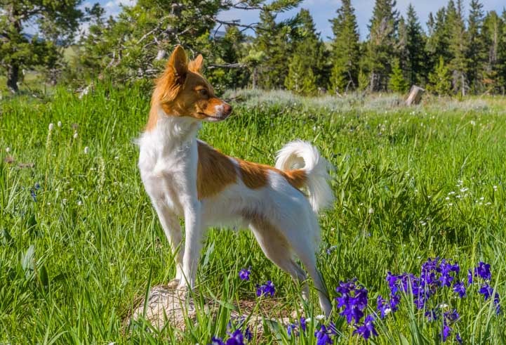 Puppy with wild lupines Cody Wyoming-min