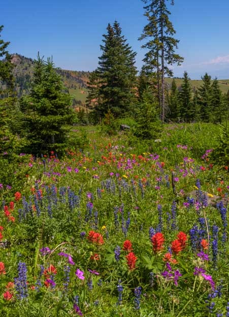 Indian paintbrush and lupine wildflowers in Wyoming-min