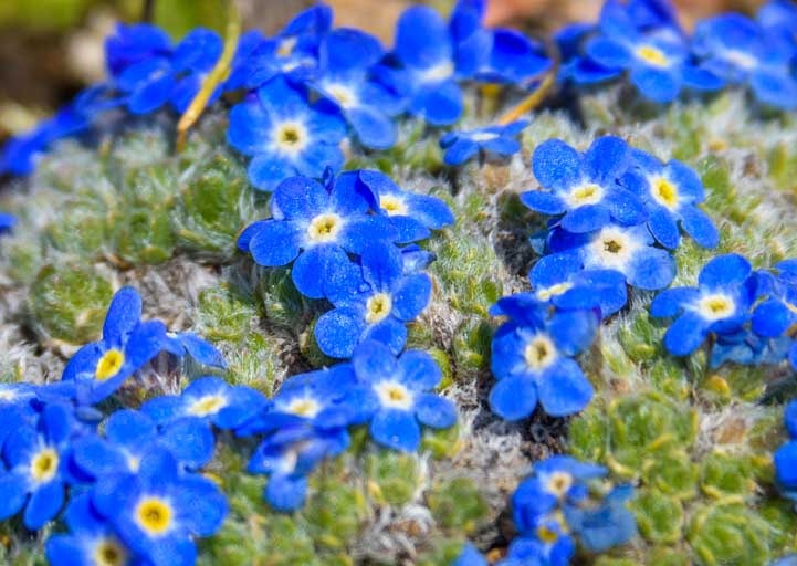 Blue wildflowers on Beartooth Highway scenic drive in Wyoming-min