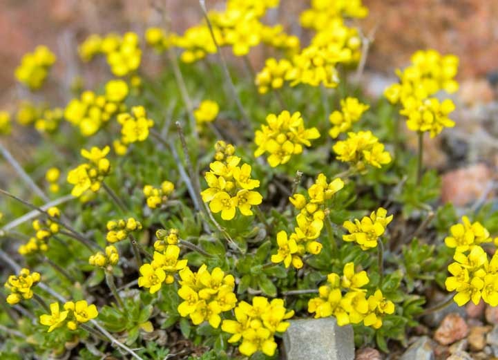 Tiny yellow wildflowers Beartooth Highway Scenic Drive Wyoming-min