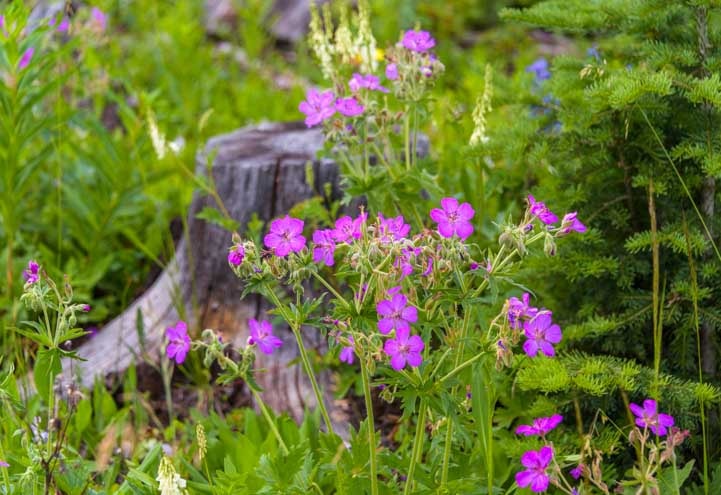 Pink wild flowers with tree stump in Wyoming woods-min
