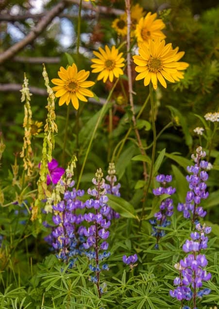 Yellow daisies and lavender lupine in Wyoming forest-min