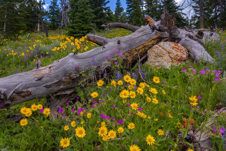 Wildflowers with logs and rocks in Wyoming woods-min